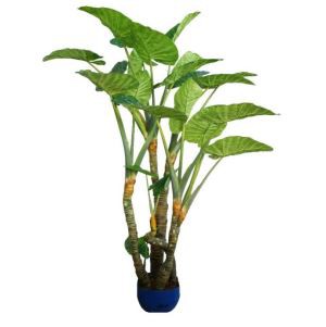 Colocasia Esculenta b'4 Trunks