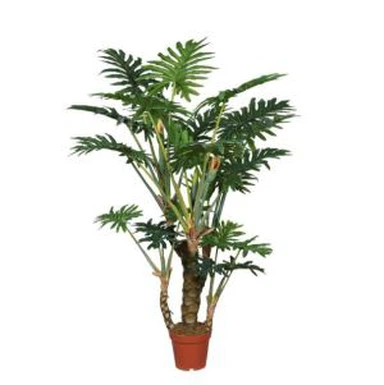 Pjanti Foloz ta 'Philodendron